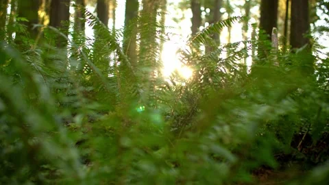 Ferns in forest at golden hour 库存影片 221949359