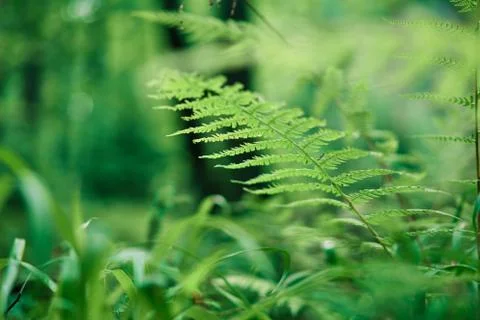 Ferns in the forest nature background Stock-Fotos