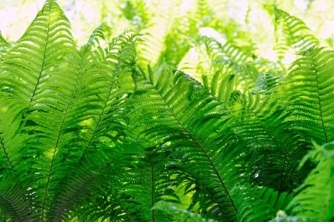 Ferns In The Forest Stock Photos