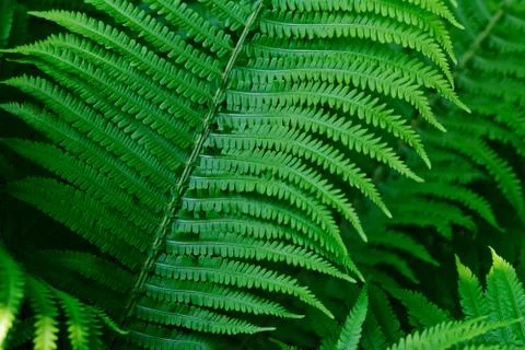 Ferns In The Forest Stock Photos