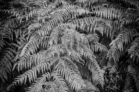 Ferns in the Forest Stock Photos