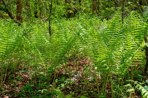 Ferns in the forest Stock Photos