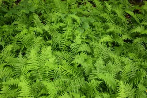 Ferns in the forest in spring Stock Photos