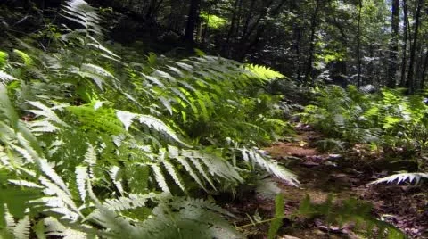 Ferns on forrest floor Stock Footage 52101931