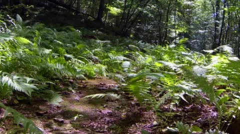 Ferns on forrest floor reverse Stock Footage 52102126