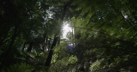 Ferns In Forrest Видео 230992163