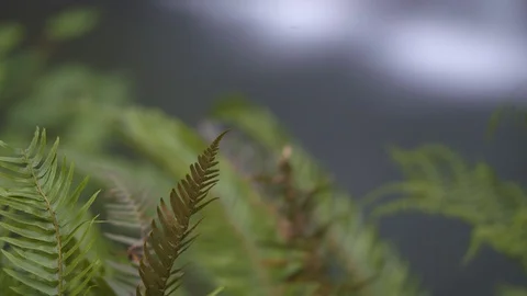Ferns in Front of Lower South Falls at Silver Falls Stock Footage 93869800
