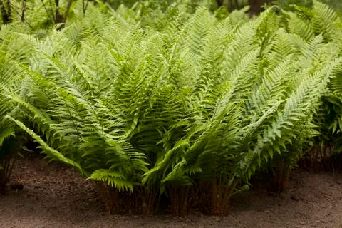Ferns in garden Stock Photos