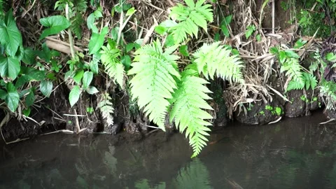 Ferns of the genus tectaria on water Stock Footage 264156784