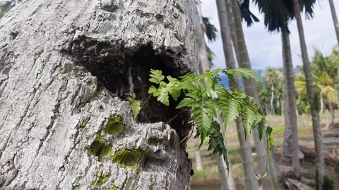 Ferns grow on coconut tree branches Video stock 280168786