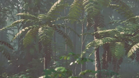 Ferns grow in a dense forest under soft light during the early morning Stock Footage 342052602
