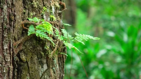 Ferns that grow on pine trees 10bit 4k 60fps Stock Footage 269700178