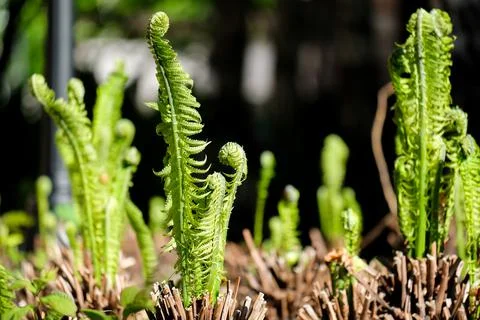 Ferns grow in the spring in the park Stock Photos