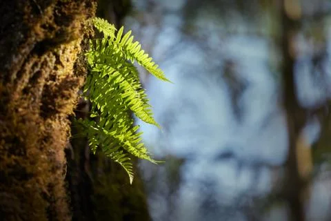 Ferns Grow on Tree 스톡 사진
