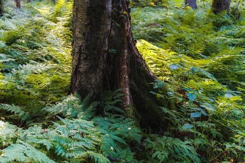 Ferns growing around tree in the forest, close up view Stock Photos
