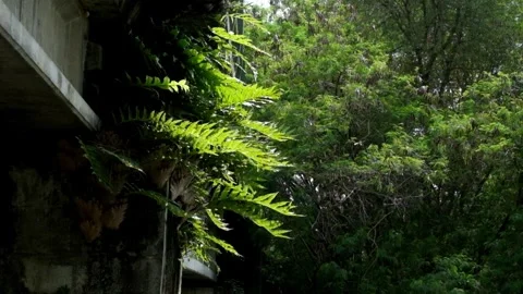 Ferns growing on the bridge sway in the wind Video stock 336828972