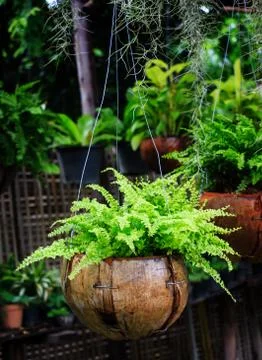 Ferns growing in coconut shell,garden design Stock Photos