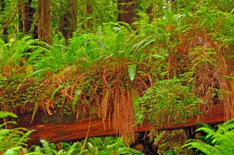 Ferns growing on a dead log 库存照片