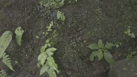 Ferns Growing on Mossy Rock Stock-Footage 343565807