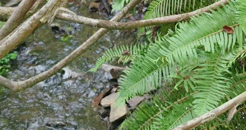 Ferns growing over a flowing stream in a northern california forest Stock Footage 285790847