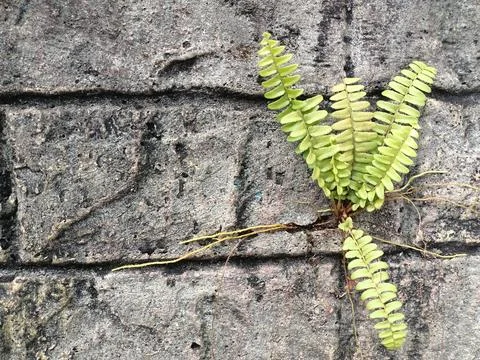 Ferns growing on. Stock Photos