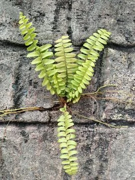 Ferns growing on Stock Photos