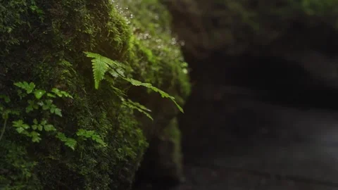 Ferns growing on rocks by the waterfall are covered with mist. Stock Footage 317428107