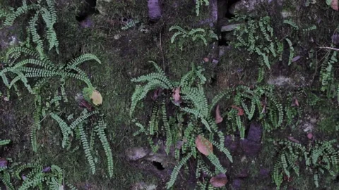 Ferns growing on a stone wall Stock Footage 166737534