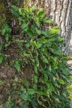 Ferns growing on a tree closeup Stock Photos