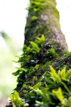Ferns growing up tree Stock Photos