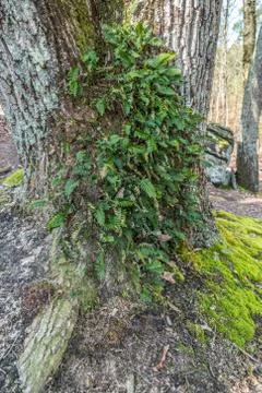 Ferns growing on a tree Stock Photos