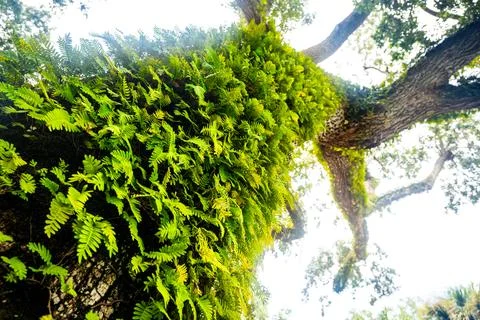 Ferns Growing on Tree Trunk in Sunlit Forest Stock Photos