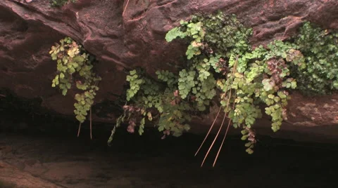 Ferns hang over a small stream in Zion National Park 스톡 동영상 55735252