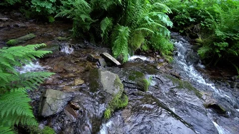 Ferns Idaho Stream Stock Footage 83256020