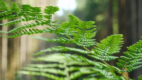 Ferns is illuminated by sunlight in slow motion in forest, ecological envirom Stock Footage 96162097