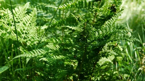 Ferns is illuminated by sunlight in slow motion, ecological enviroment Stock Footage 98214571