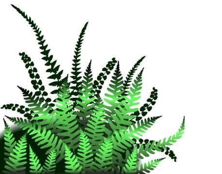 Ferns Stock Illustration