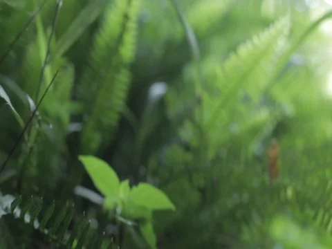Ferns - Jungle Foliage, Dolly, Tracking Stock Footage