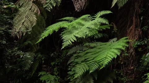 Ferns in the jungle. Stock Footage 248001748