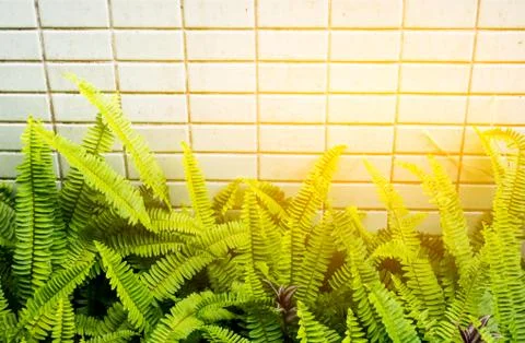 Ferns leaf and tiles texture background with sun light Stock Photos