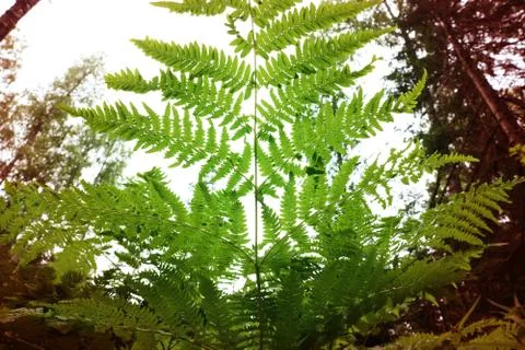 Ferns leaf on the background of the sky and forest background. Stock Photos