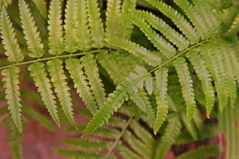 Ferns leaf Stock Photos
