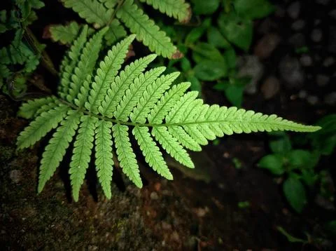 Ferns leaf Stock Photos