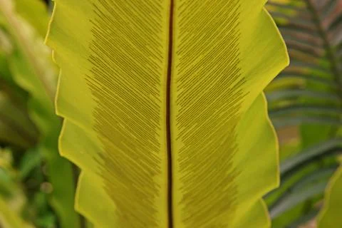 Ferns leaf with spores Stock Photos