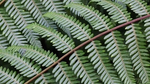 Ferns leaves patterning Stock-Footage 196928184