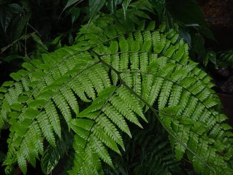 Ferns look fresh Stock-Fotos