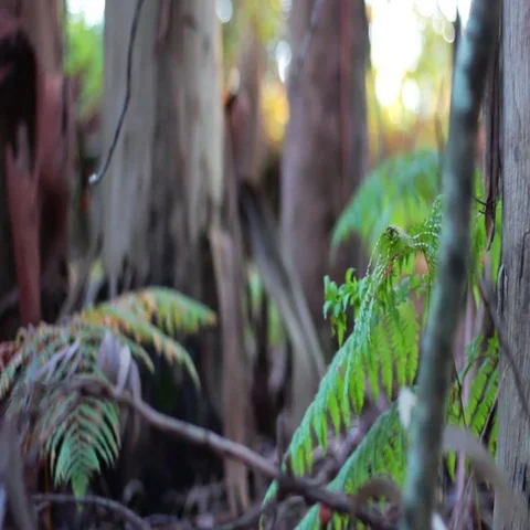 Ferns in the middle of the forest Video stock 69648115