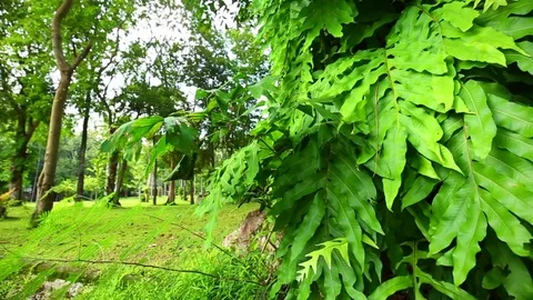 Ferns on mighty tree. Stock Footage 77414949