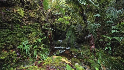 Ferns, moss and streams in the rainforest Stock Footage 260908788