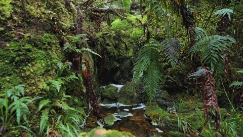 Ferns, mosses and streams in temperate rainforests Stock Footage 260908773